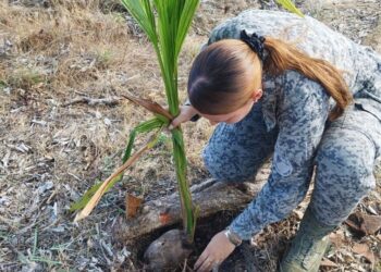Proyecto de plantación de arboles nativos en San Andrés. 