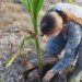 Proyecto de plantación de arboles nativos en San Andrés. 