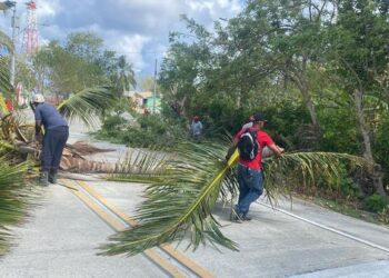 Tala de especies arbóreas en situación de riesgo frente a la temporada de ciclones tropicales 2024 