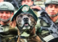 Perro callejero se ‘enrola’ a la Policía Nacional persiguiendo las patrullas y éstos decide adoptarlo