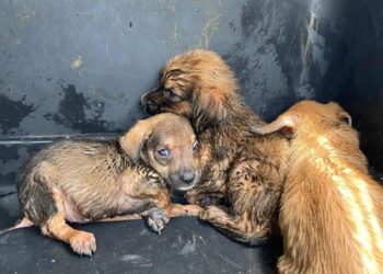 Rescatan a tres caninos abandonados a la intemperie 