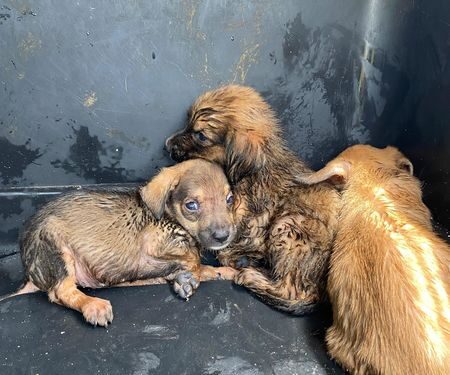 Rescatan a tres caninos abandonados a la intemperie 