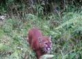 Una comunidad de Caldas está preocupada por la presencia de felinos que ponen su integridad en peligro. 