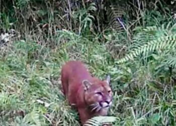 Una comunidad de Caldas está preocupada por la presencia de felinos que ponen su integridad en peligro. 