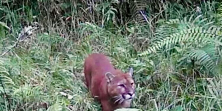 Una comunidad de Caldas está preocupada por la presencia de felinos que ponen su integridad en peligro. 