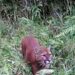 Una comunidad de Caldas está preocupada por la presencia de felinos que ponen su integridad en peligro.