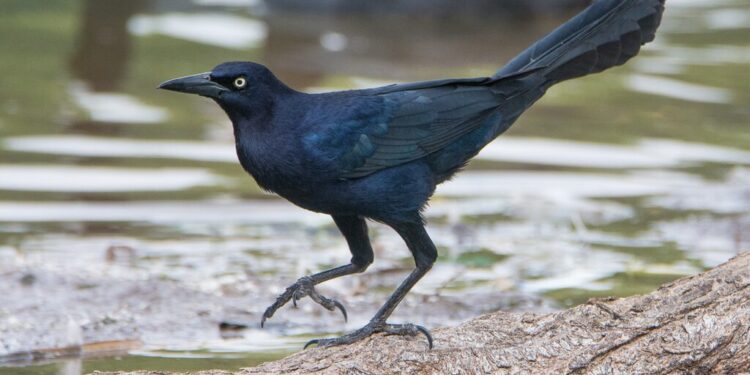 Control poblacional de Mariamulatas 