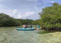 Coralina invita a toda la población de las islas ayudar a conservar la vida de los manglares 