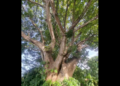 La imponente ceiba de San Andrés que desafía el olvido 