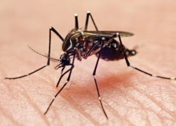 Alerta por virus poco conocido, en Colombia ya hay 74 casos: conozca los síntomas 