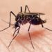 Alerta por virus poco conocido, en Colombia ya hay 74 casos: conozca los síntomas 