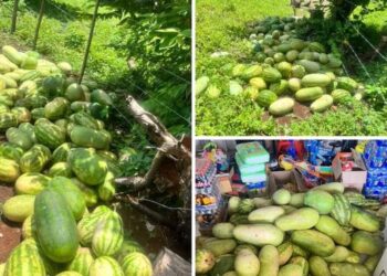 Recogiendo el fruto de una gran cosecha de sandías en el sur de la isla de San Andrés. 