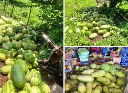 Recogiendo el fruto de una gran cosecha de sandías en el sur de la isla de San Andrés.