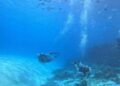 Dimar advierte que se deben cumplir todos los requerimientos de ley al momento de la práctica de actividades de buceo y deportes náuticos 