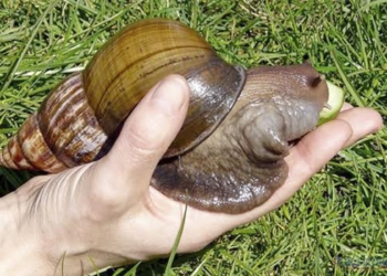 Alerta sobre la presencia del caracol gigante africano en San Andrés 