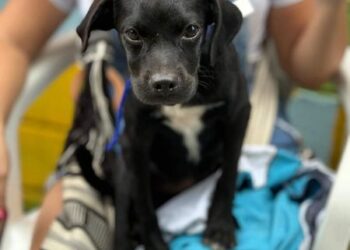 En segunda jornada interinstitucional de esterilización 150 animales fueron atendidos 