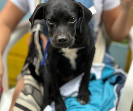 En segunda jornada interinstitucional de esterilización 150 animales fueron atendidos
