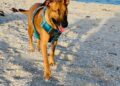 Fiscalía obtiene condenas contra ocho agresores de animales 