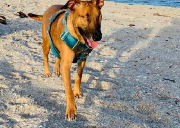 Fiscalía obtiene condenas contra ocho agresores de animales 
