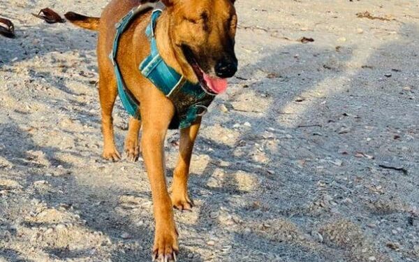 Fiscalía obtiene condenas contra ocho agresores de animales