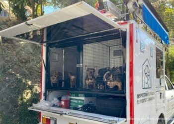 Judicializada mujer que habría mantenido a 55 caninos en precarias condiciones de salud en una vivienda de Medellín 