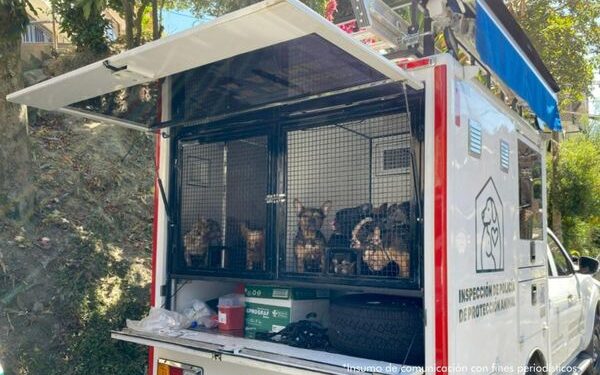 Judicializada mujer que habría mantenido a 55 caninos en precarias condiciones de salud en una vivienda de Medellín 
