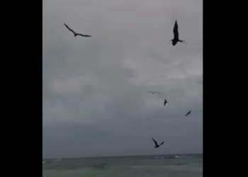 Aves marinas ofrecen bello espectáculo en playas de San Luis, sector El Paraíso, luego de un fuerte aguacero con vientos en la tarde del domingo 