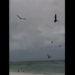 Aves marinas ofrecen bello espectáculo en playas de San Luis, sector El Paraíso, luego de un fuerte aguacero con vientos en la tarde del domingo