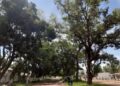Los bosques urbanos reducen hasta 8.7 °C el calor extremo en las ciudades más calurosas, según estudio 