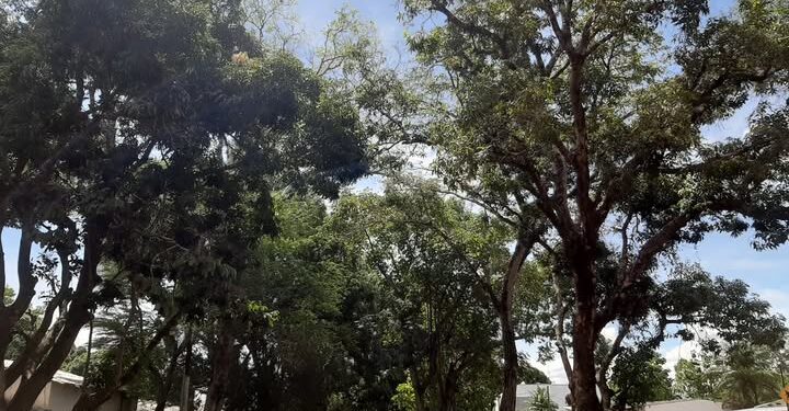 Los bosques urbanos reducen hasta 8.7 °C el calor extremo en las ciudades más calurosas, según estudio