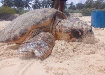 Armada de Colombia salvó a tortuga herida en el archipiélago de San Andrés 