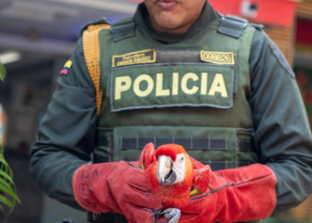 Judicializado hombre que mantenía en cautiverio a flamencos, tortugas, guacamayas y otras especies en un hotel de Santa Marta 