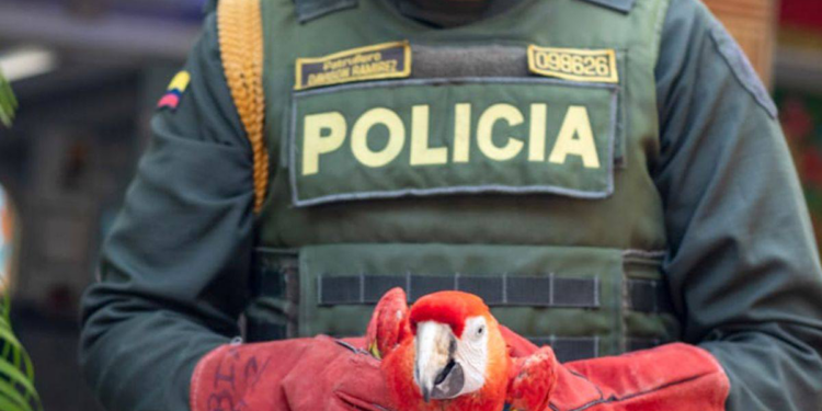 Judicializado hombre que mantenía en cautiverio a flamencos, tortugas, guacamayas y otras especies en un hotel de Santa Marta