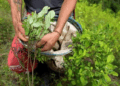El Presidente de Colombia, Gustavo Petro, ejecutará un plan para “resignificar ” la hoja de coca. 