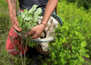 El Presidente de Colombia, Gustavo Petro, ejecutará un plan para “resignificar ” la hoja de coca. 