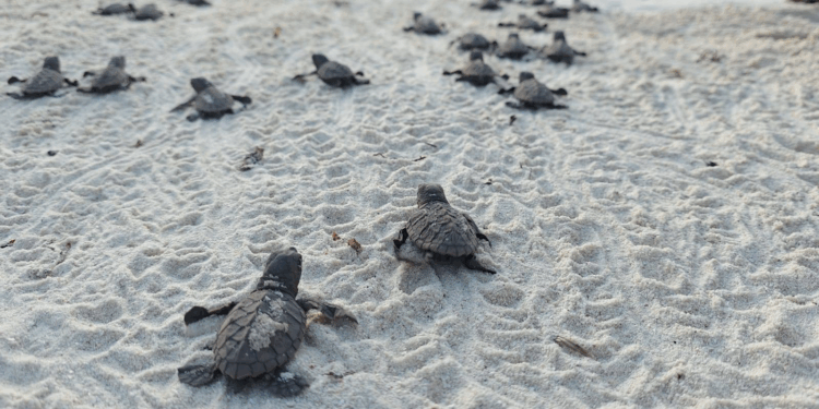 En el departamento Archipiélago, 19.000 tortugas marinas emprendieron su camino al mar junto a la armada de Colombia 