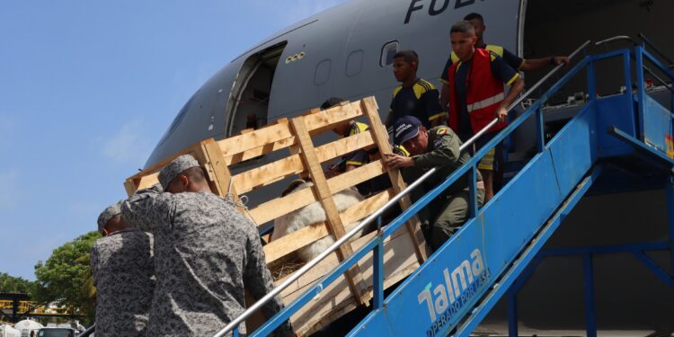 Traslado de ejemplar caprino fortalece seguridad alimentaria en Providencia y Santa Catalina 