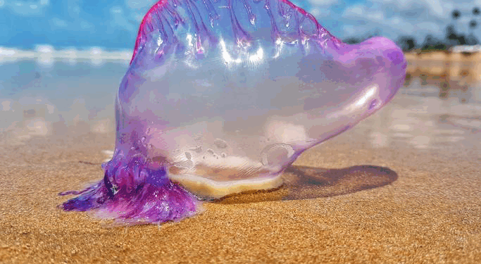 Llamado a la precaución por presencia ocasional de fragata portuguesa en el Archipiélago 