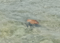 Coralina hace un llamado a evitar arrojar animales muertos al mar