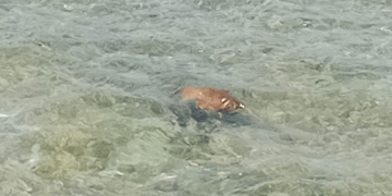 Coralina hace un llamado a evitar arrojar animales muertos al mar