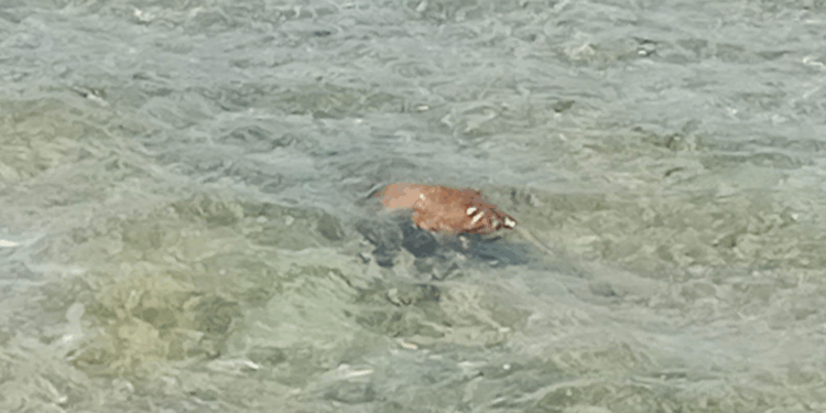 Coralina hace un llamado a evitar arrojar animales muertos al mar