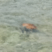 Coralina hace un llamado a evitar arrojar animales muertos al mar